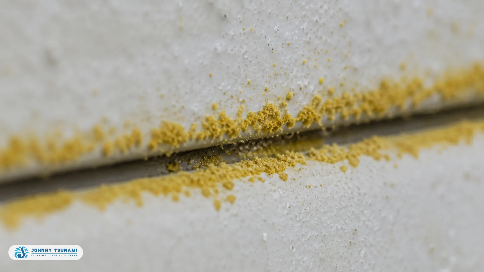 Macro view of pollen accumulation bonded to a horizontal siding seam