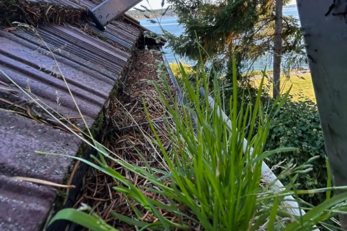 Before professional gutter cleaning showing debris in gutters