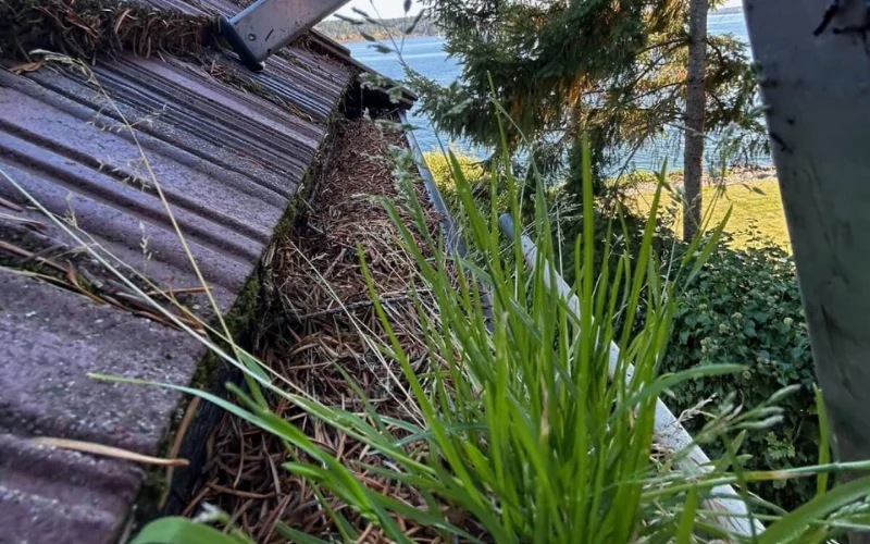 Plants or Weeds Growing in Gutters