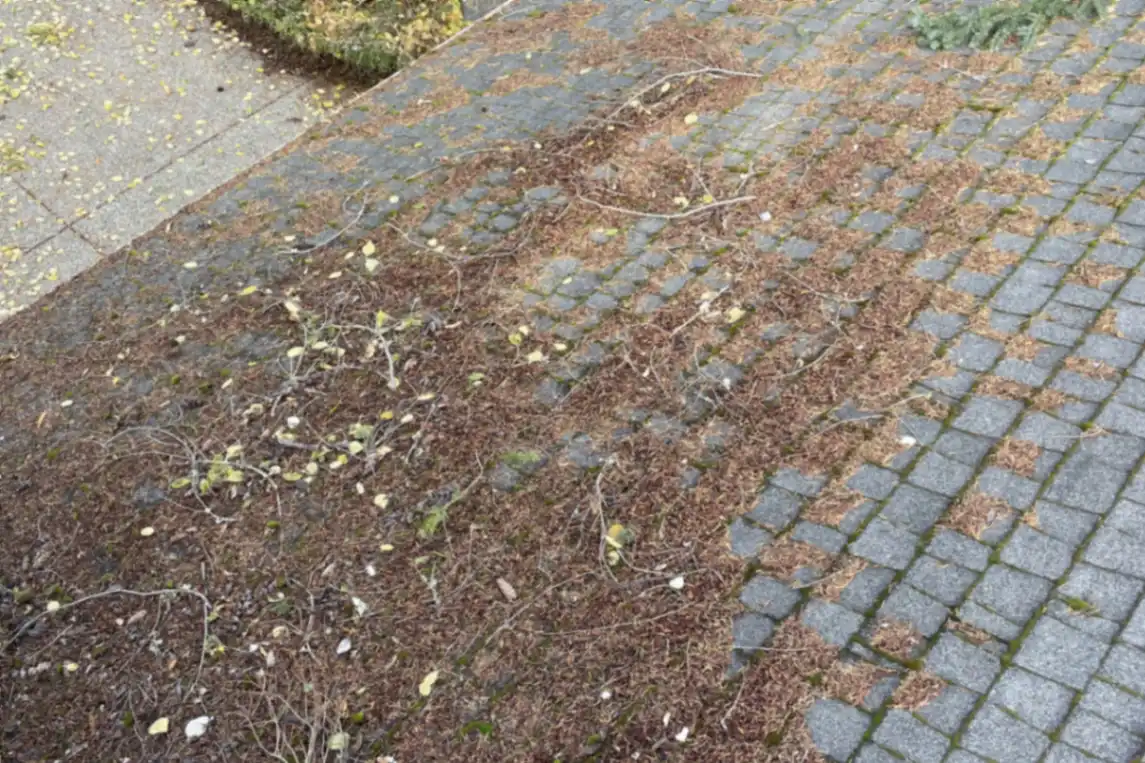 Residential roof before cleaning service