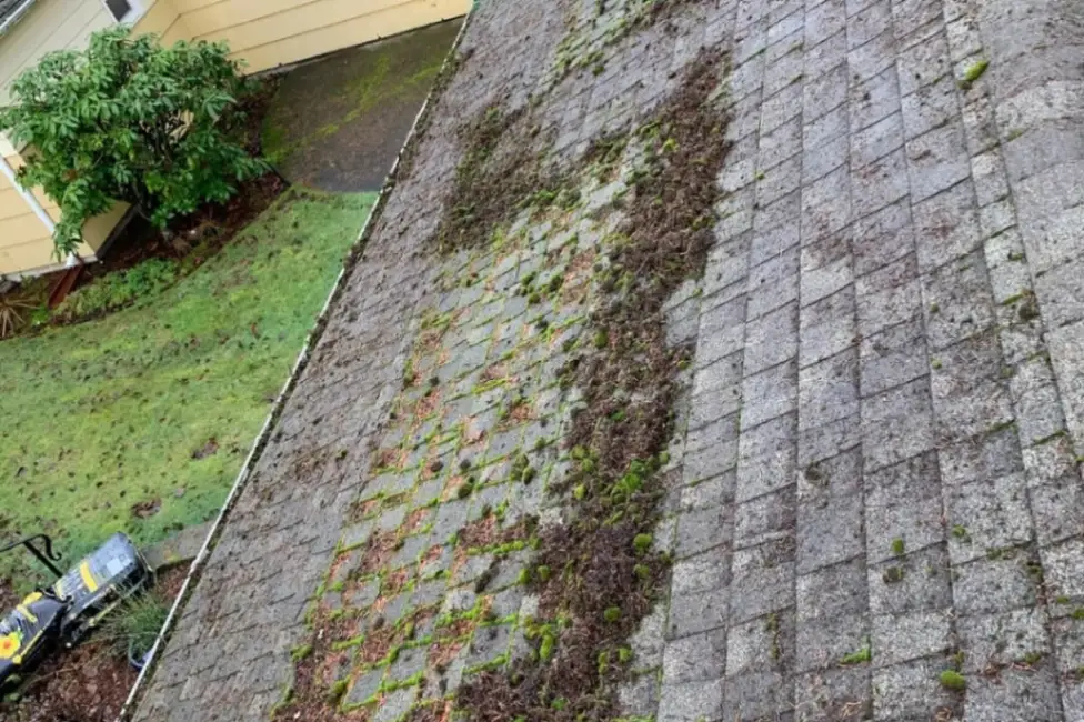 Roof with moss and organic buildup before cleaning