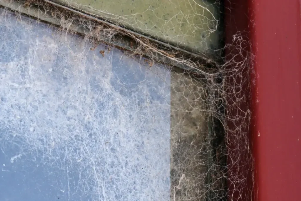 Spider webs and insect nests around exterior window glass