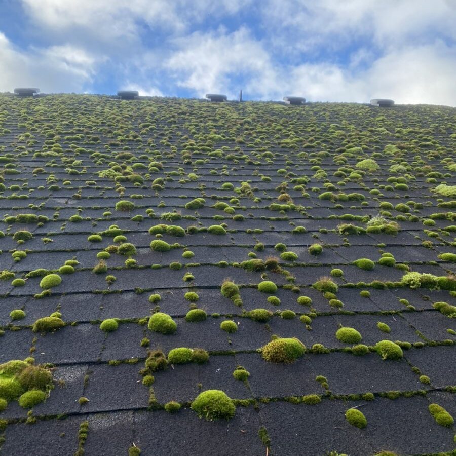 big clumps of moss on composition roof big clumps of moss on composition roof
